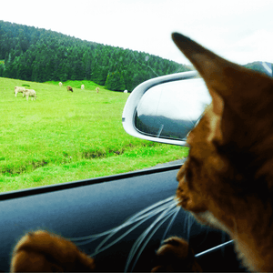 Comment voyager en train avec un chat ? – Cat-Trotter