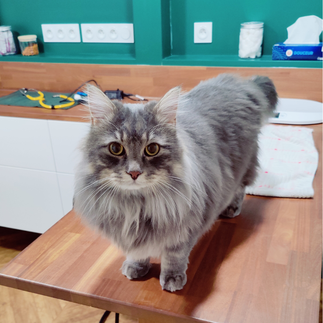 vétérinaire chat stress peur